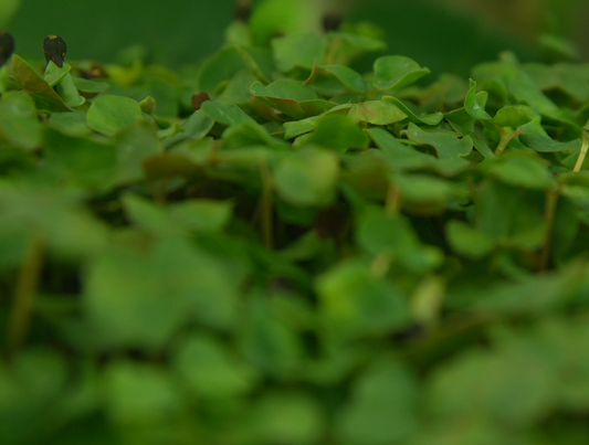 Buckwheat