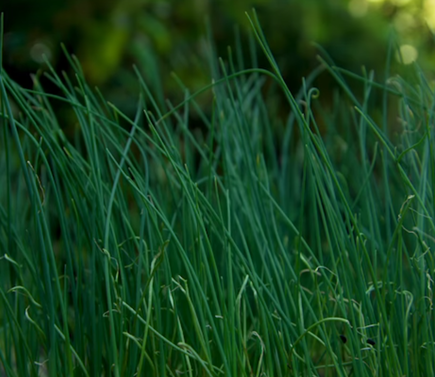 Onion (Tokyo Long White Bunching)