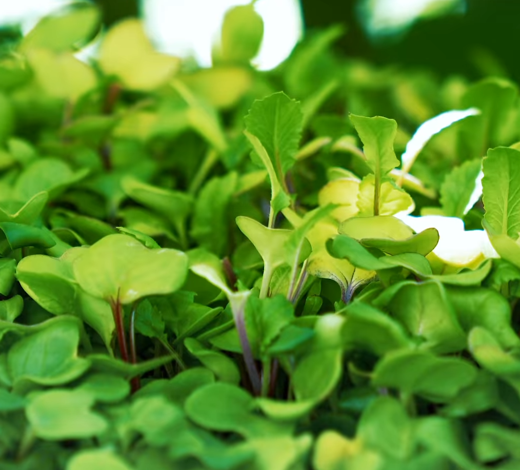 Radish (China Rose)